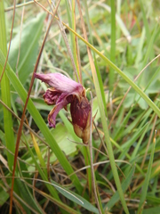 Dianthus caucaseus