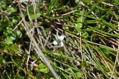 Cardamine corymbosa