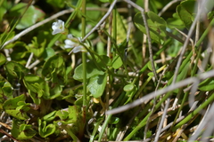 Cardamine corymbosa