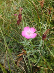 Dianthus caucaseus