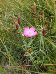 Dianthus caucaseus