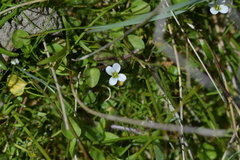 Cardamine corymbosa