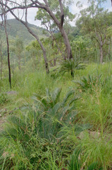 Cycas candida