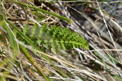 Anisotome aromatica