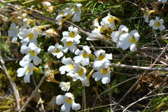 Euphrasia petriei