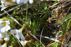 Euphrasia petriei