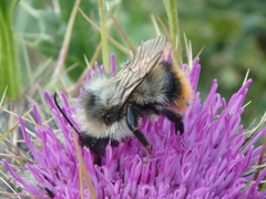 Mendacibombus