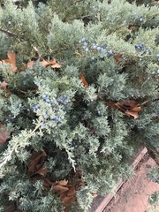 Juniperus
