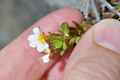 Euphrasia monroi