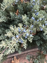 Juniperus