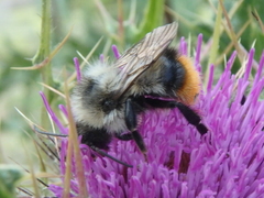 Mendacibombus