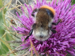 Mendacibombus