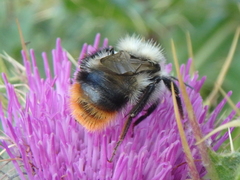 Mendacibombus