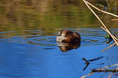 Tachybaptus ruficollis