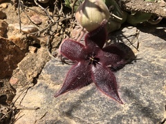 Stapelia hirsuta