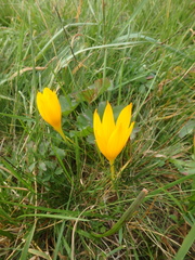 Crocus scharojanii
