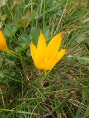 Crocus scharojanii