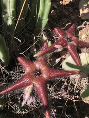 Stapelia hirsuta