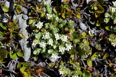 Kelleria villosa