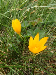 Crocus scharojanii