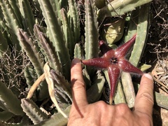 Stapelia hirsuta