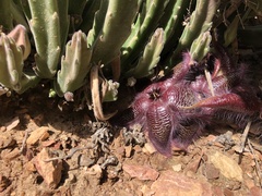 Stapelia hirsuta