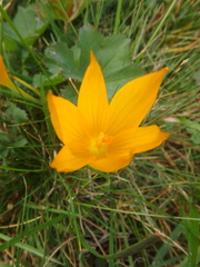 Crocus scharojanii