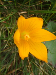 Crocus scharojanii