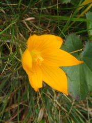 Crocus scharojanii