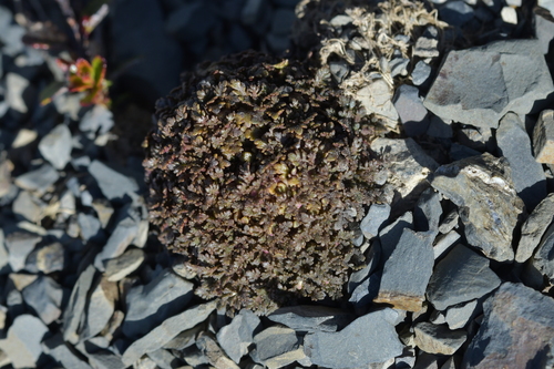 Image of Veronica cheesemanii by (c) Christopher Stephens, some rights reserved (CC BY-SA)