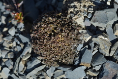 Veronica cheesemanii