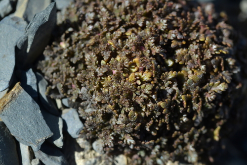 Image of Veronica cheesemanii by (c) Christopher Stephens, some rights reserved (CC BY-SA)