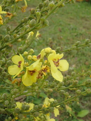 Verbascum pyramidatum