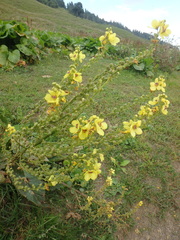 Verbascum pyramidatum