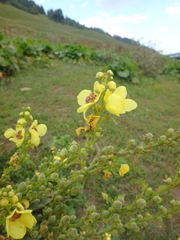 Verbascum pyramidatum