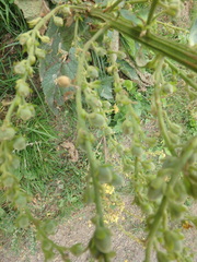 Verbascum pyramidatum