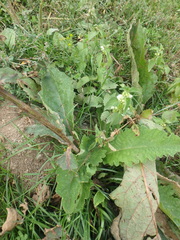 Verbascum pyramidatum