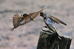 Welcome Swallow photo 5
