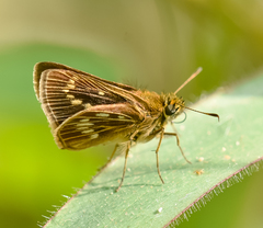 Vehilius celeus vetus