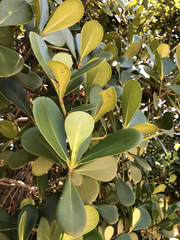 Clusia fluminensis