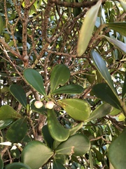 Clusia fluminensis