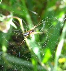 Frontinellina frutetorum