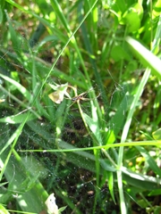 Frontinellina frutetorum