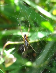 Frontinellina frutetorum