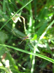 Frontinellina frutetorum