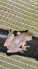 Litoria dentata