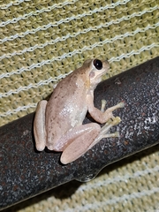 Litoria dentata