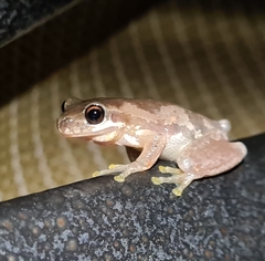 Litoria dentata
