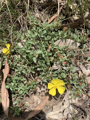 Hibbertia diffusa