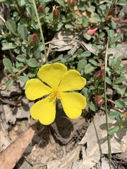 Hibbertia diffusa